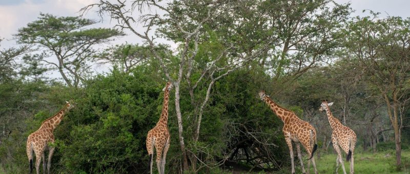 marvel-giraffe